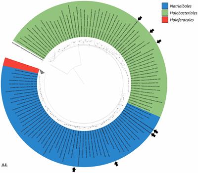 Cellulose metabolism in halo(natrono)archaea: a comparative genomics study